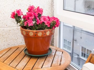 растения для гармонии