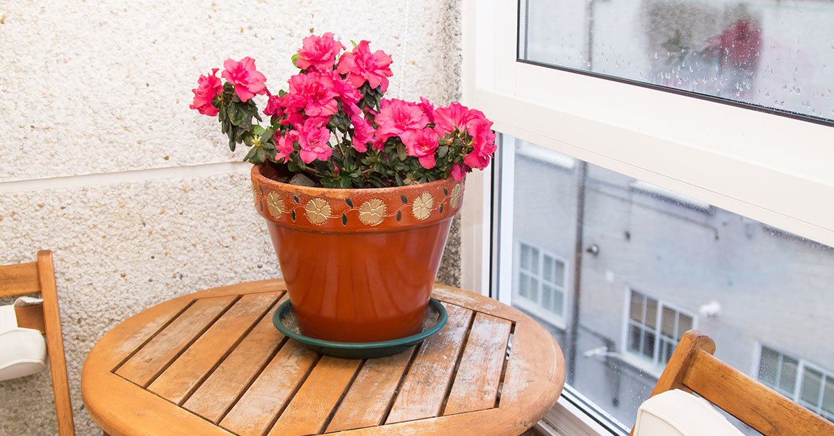 растения для гармонии