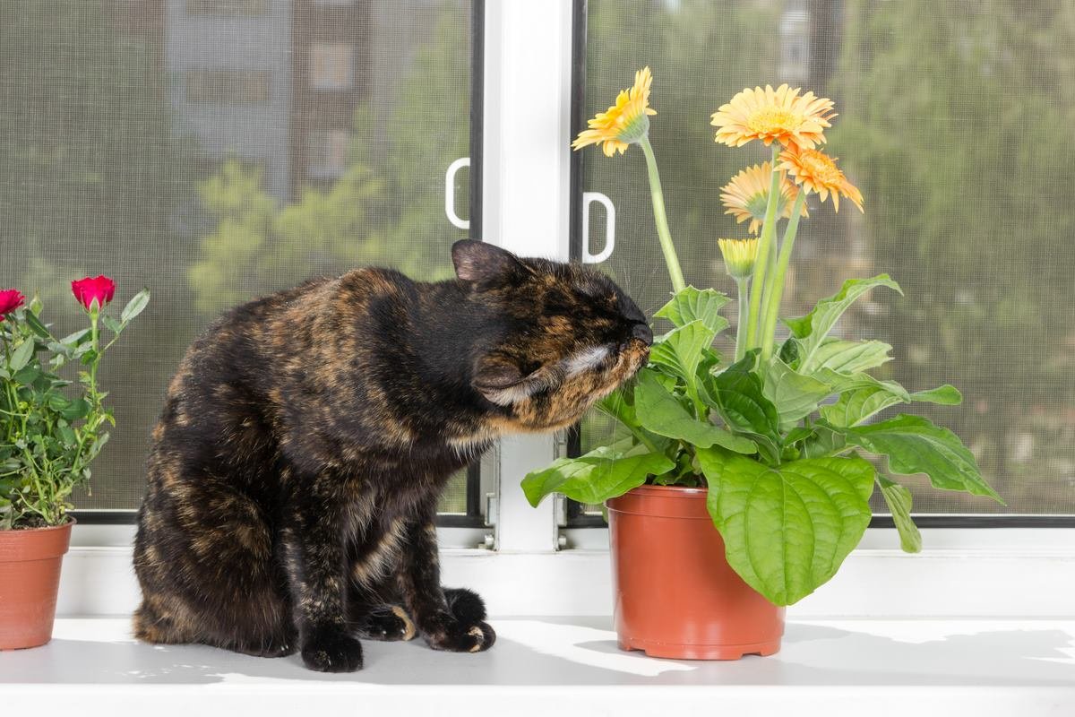 Растения для кошек