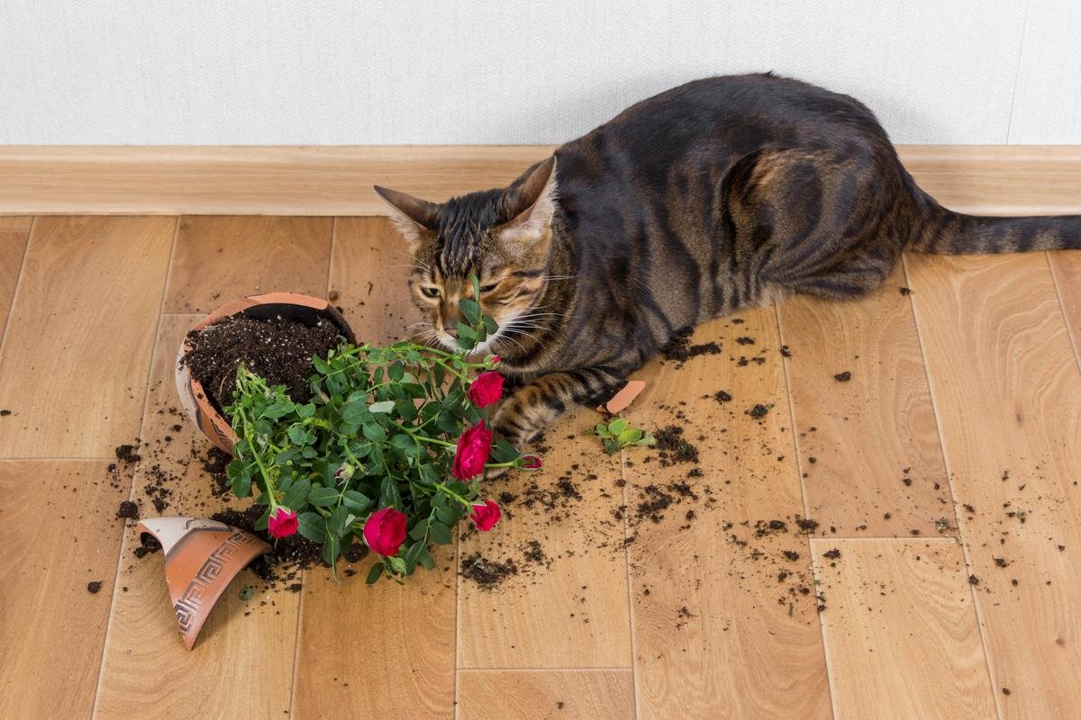 ядовитые растения для котов