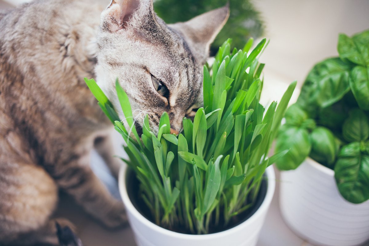 неядовитые растения для котов