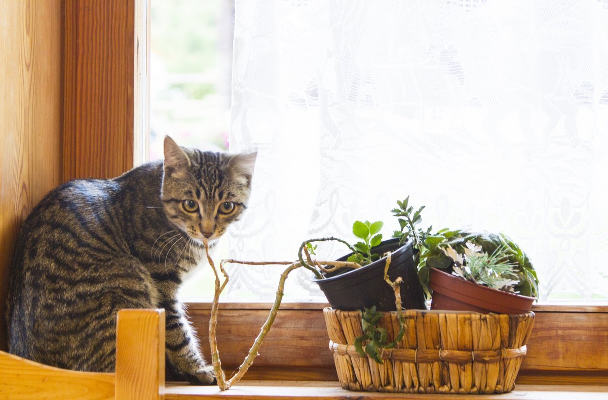 безопасные растения для котов
