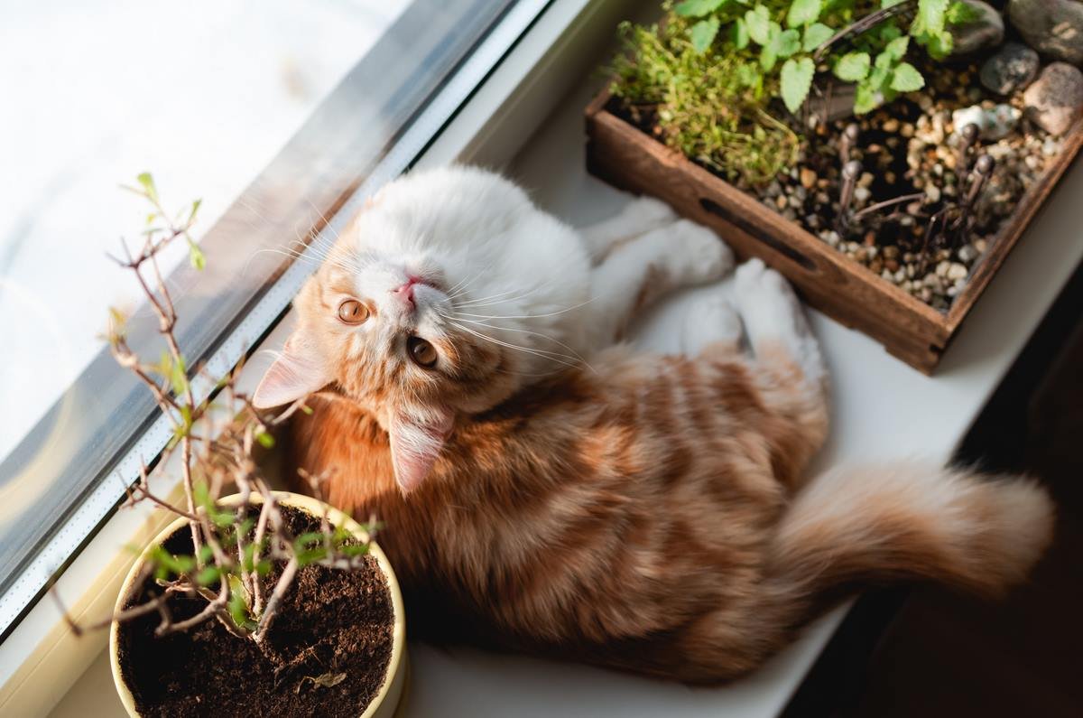 полезные растения для котов