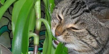 Растения для кошек