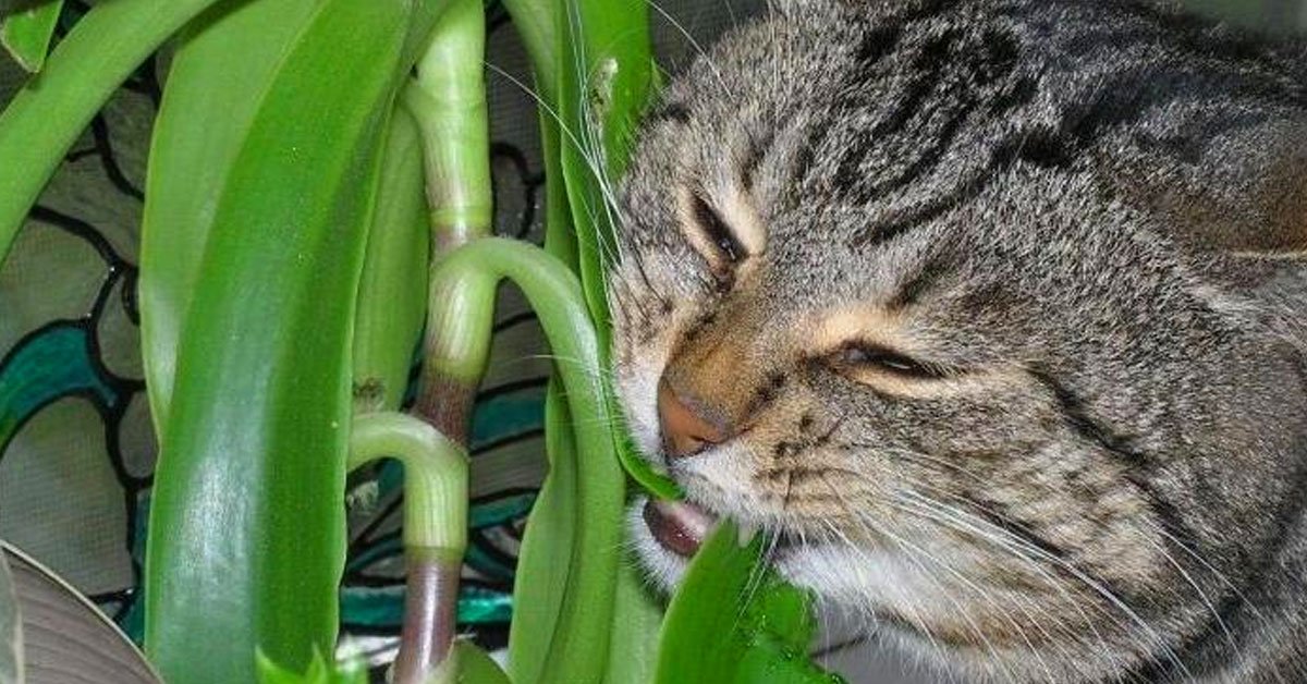 Растения для кошек