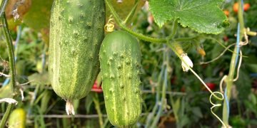 растения которые вредят огурцам