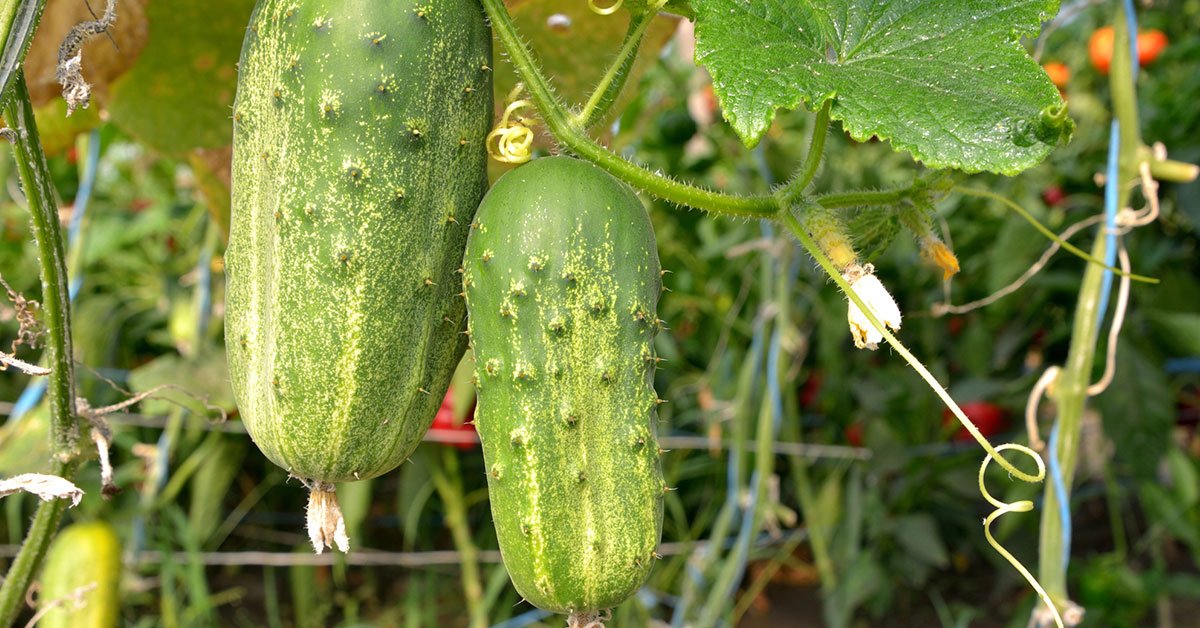 растения которые вредят огурцам