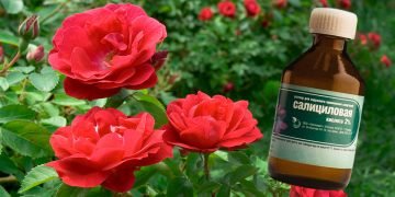 Раствор для роз