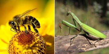 Разные насекомые