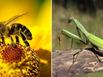 Разные насекомые