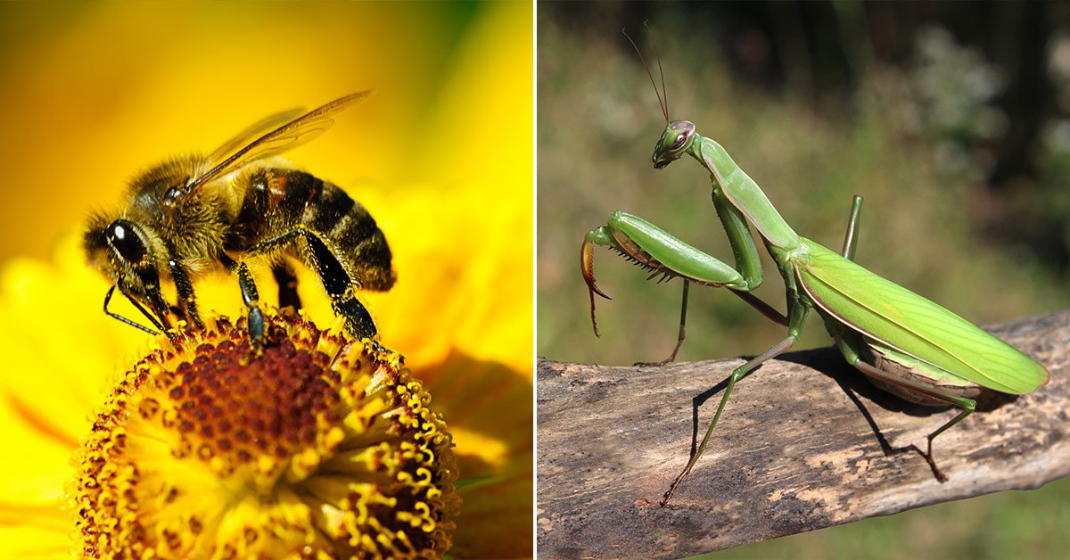 Разные насекомые