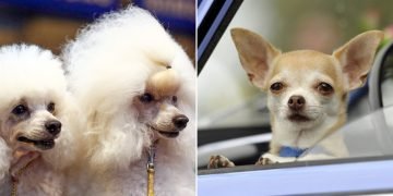 Разные породы собак