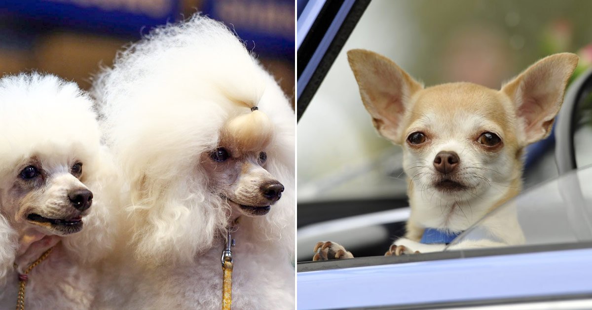 Разные породы собак