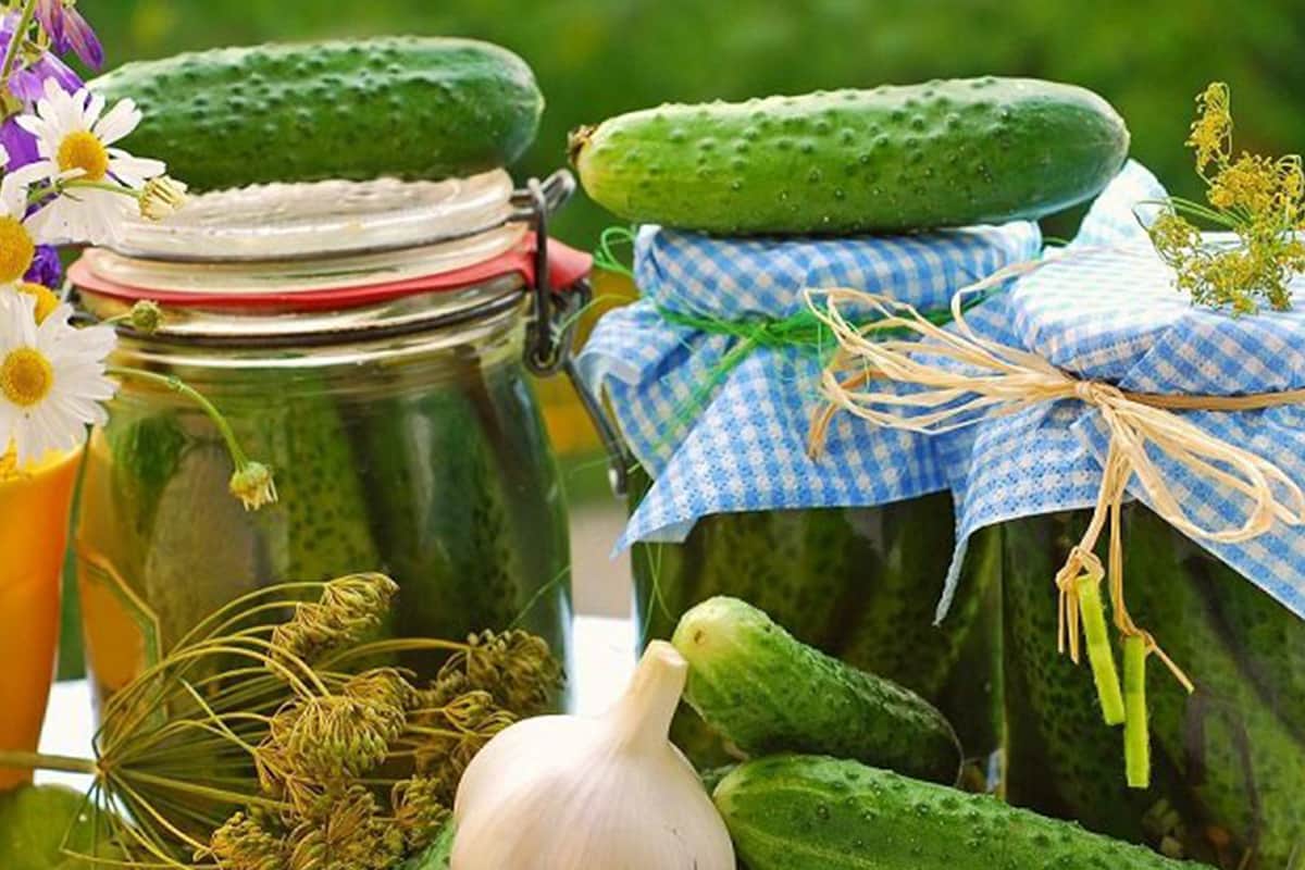 маринованные огурцы рецепт без уксуса