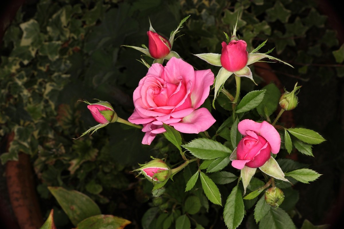 садовая роза