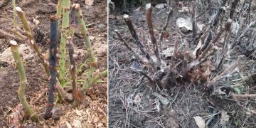 Роза после весны