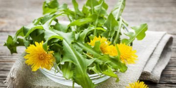 Салат из одуванчиков рецепт