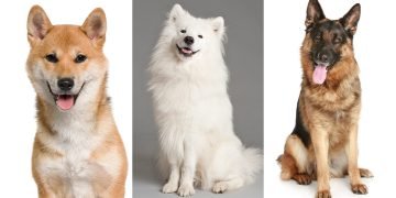 Самая умная порода собак