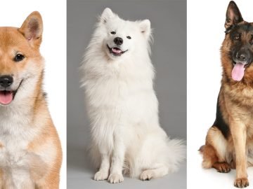 Самая умная порода собак