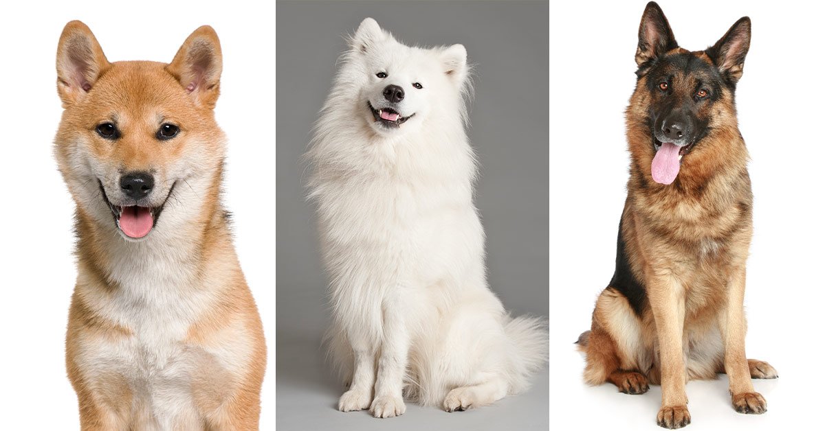 Самая умная порода собак