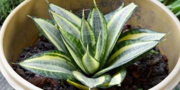 Сансевиерия в домашних условиях