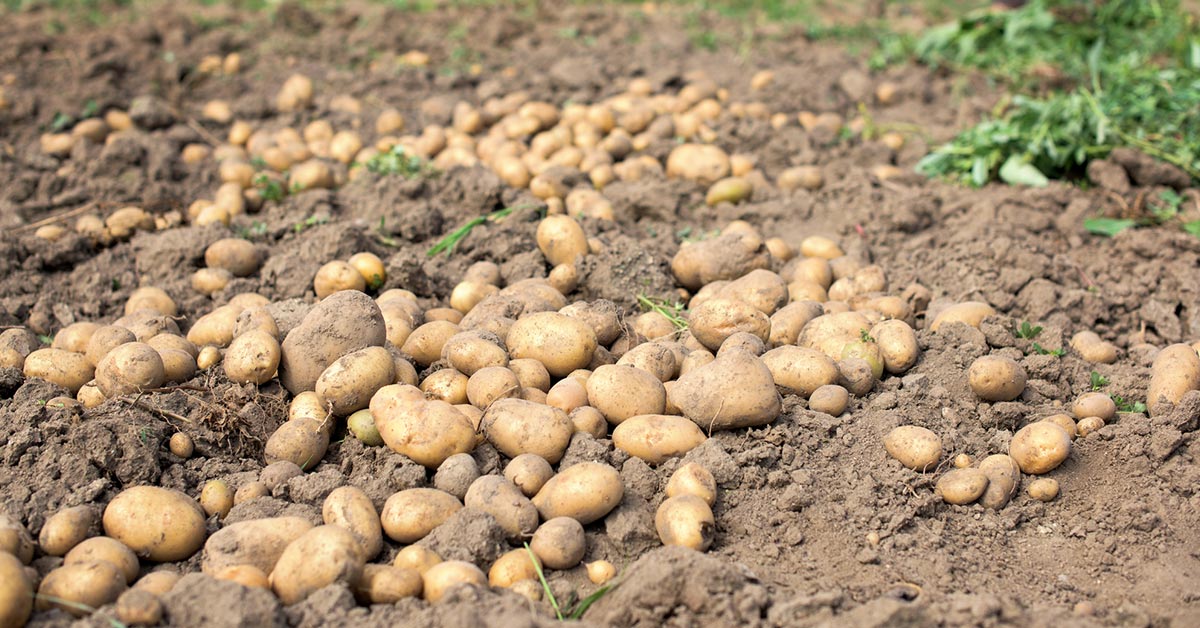сбор урожая картофеля