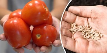 семена помидоров