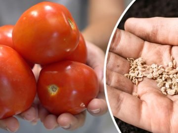 семена помидоров