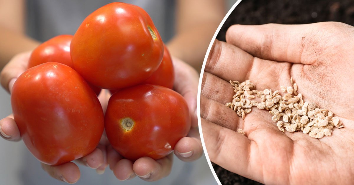 семена помидоров