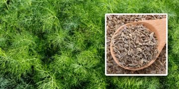 семена укропа