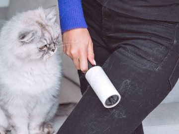 шерсть животных