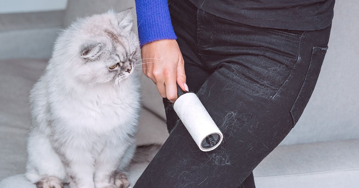 шерсть животных