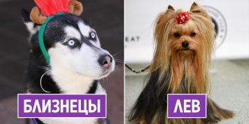 Собака по знаку зодиака