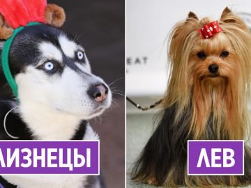 Собака по знаку зодиака