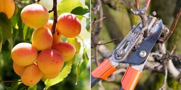 Сохнет абрикос