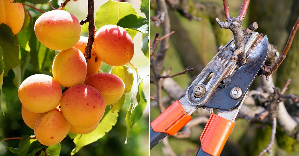 Сохнет абрикос