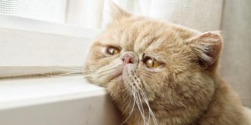 советы ветеринара