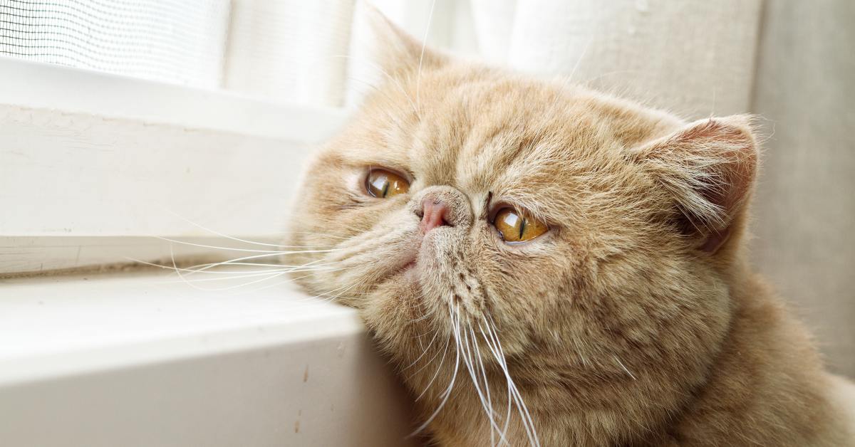 советы ветеринара