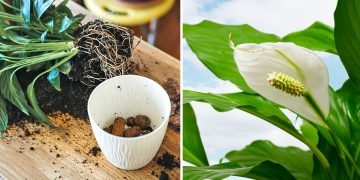 спатифиллум