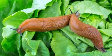 способы борьбы со слизнями