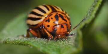 Средство от колорадского жука