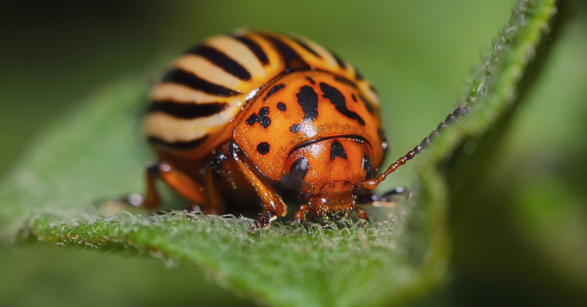 Средство от колорадского жука
