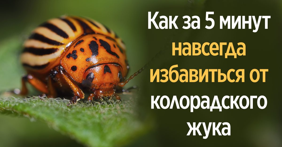 Средство от колорадского жука, которое поможет забыть о вредителе