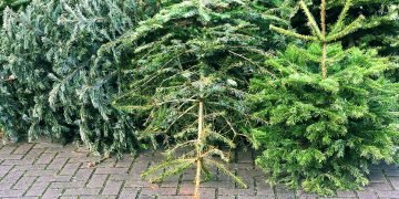 судьба елки