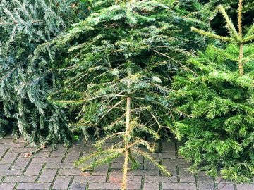 судьба елки