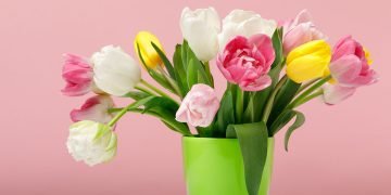 свежие тюльпаны