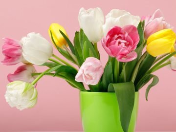 свежие тюльпаны