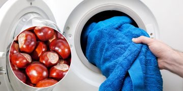 Свойства каштана