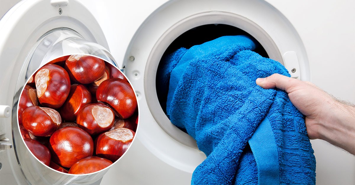 Свойства каштана