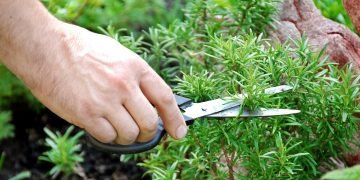 свойства розмарина